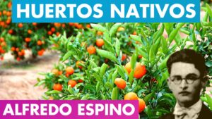 Lee más sobre el artículo Huertos Nativos Alfredo Espino