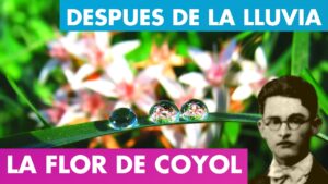 Lee más sobre el artículo Al Entreabrirse La Flor de Coyol – Después de La Lluvia Alfredo Espino