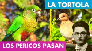 Lee más sobre el artículo Los Pericos Pasan – La Tórtola Alfredo Espino