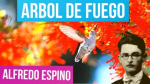 Lee más sobre el artículo Arbol de Fuego Alfredo Espino
